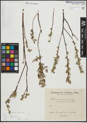 Foto von Salix repens subsp. incubacea (L.) A. Neumann